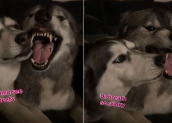 Video: Husky Can’t Stop Annoying Her Brother