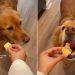 Video: Picky Golden Retriever Likes Apples in Specific Way