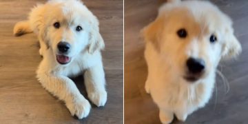 Video: Puppy Starts Playing Paw Piano During Stay Training