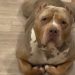 American Bully Goes Viral for Lying Down Like a Cat