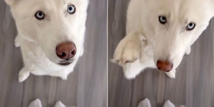 Owner Matches Outfit With Husky in Cute Video