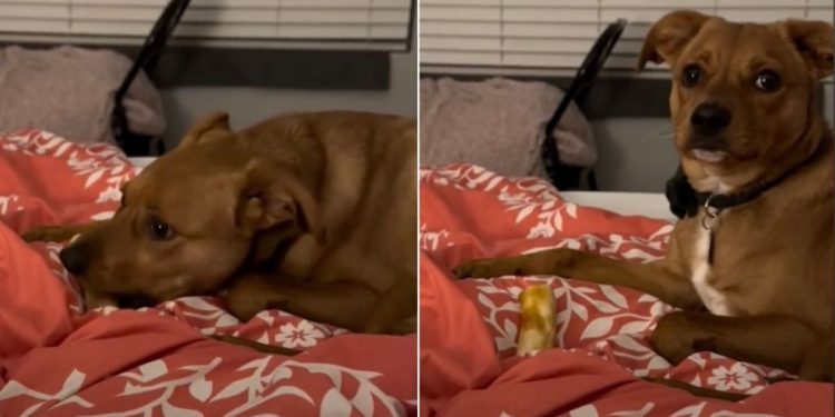 Adopted Shelter Dog Seems Overwhelmed When Good Things Happen