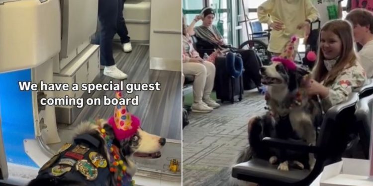 Border Collie Gets a Special Birthday Celebration on Flight Journey