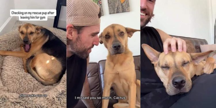 Video: Rescue Dog Has a Special Reunion With Owner Every Time He’s Out