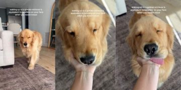 Video: Owner Shares Feeling of Waking up to Golden Retriever