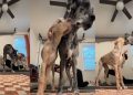 Video of Two Big Dogs Invading Owner’s Yoga Session Will Make Your Day