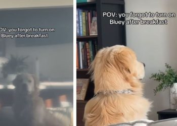 Golden Retriever Stares at Blank TV After Morning Routine Goes Wrong