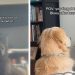 Golden Retriever Stares at Blank TV After Morning Routine Goes Wrong