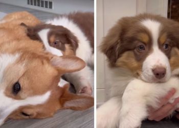 Puppy Shows What Furry Brother Taught Her