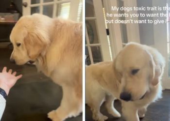 Golden Retriever Has a ‘Toxic Trait’ While Playing — Wait Till You See It