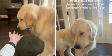 Golden Retriever Has a ‘Toxic Trait’ While Playing — Wait Till You See It