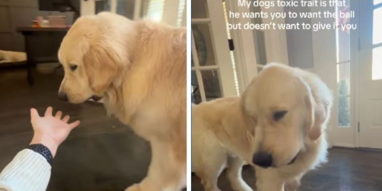 Golden Retriever Has a ‘Toxic Trait’ While Playing — Wait Till You See It