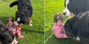 Video: Big Dogs Make Tiny Human Giggle as They Play in the Grass