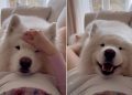 Samoyed’s Reaction To Feeling Baby’s Kick First Time Is Priceless