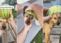 Rescue Dog Isn’t Thrilled About the Watermelon Helmet Dad Made for Him