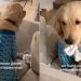 Video: Owners Find Golden Retriever’s ‘Hidden Stash’