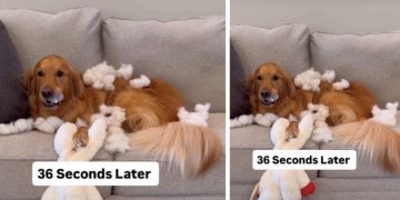 Video: Owner Shows What Dog Does to New Toy in Seconds