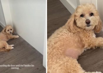 Video: Tiny Dog Guards Door Until Dad’s Meeting Is Over