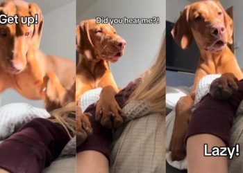 Video: Dog’s Shocked Face After Failing to Get Owner Out of Bed Is Hilarious
