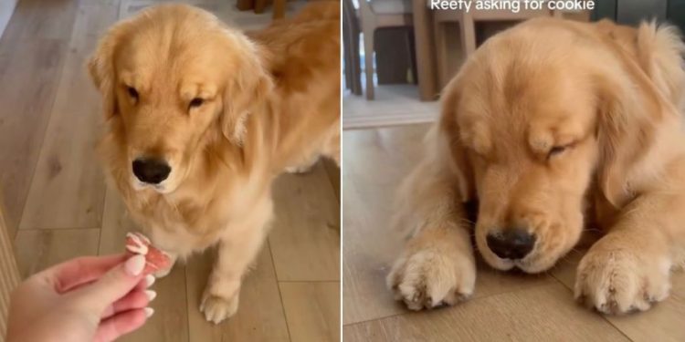 Video: Dog Can’t Keep Eyes Open While Eating Cookie