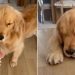 Video: Dog Can’t Keep Eyes Open While Eating Cookie