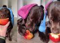 Labrador Puppy Eating Apple Makes for Cutest Video