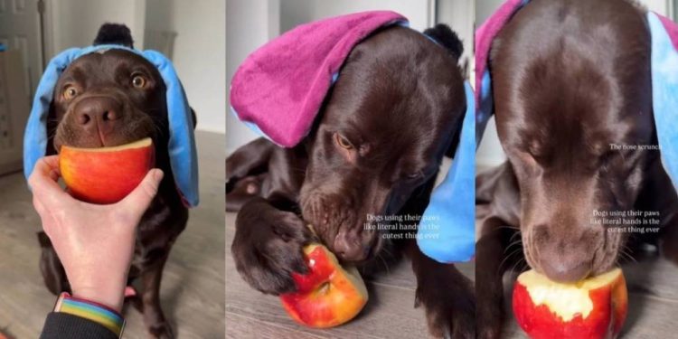 Labrador Puppy Eating Apple Makes for Cutest Video