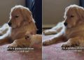 Golden Retriever Being Super Patient With Chihuahua Brother