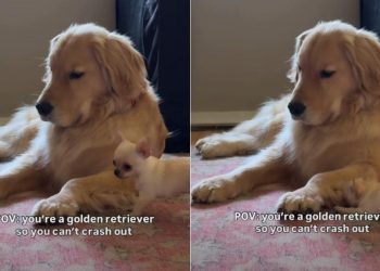 Golden Retriever Being Super Patient With Chihuahua Brother