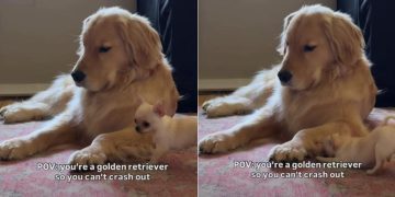 Golden Retriever Being Super Patient With Chihuahua Brother