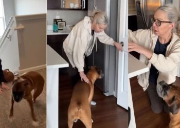 Dog Lets Grandma Know Exactly What She’s Unhappy About During Visit