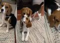 Beagle Has Adorable Way of Convincing Furry Sibling To Play