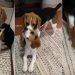 Beagle Has Adorable Way of Convincing Furry Sibling To Play