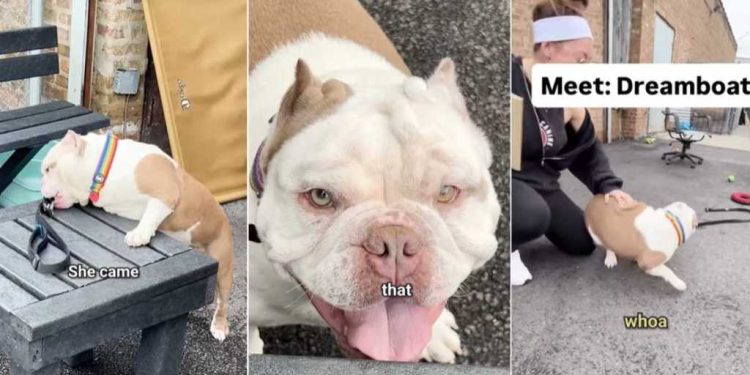 Shelter Dog Is Actually a Little Potato Waiting To Find Love & a Home