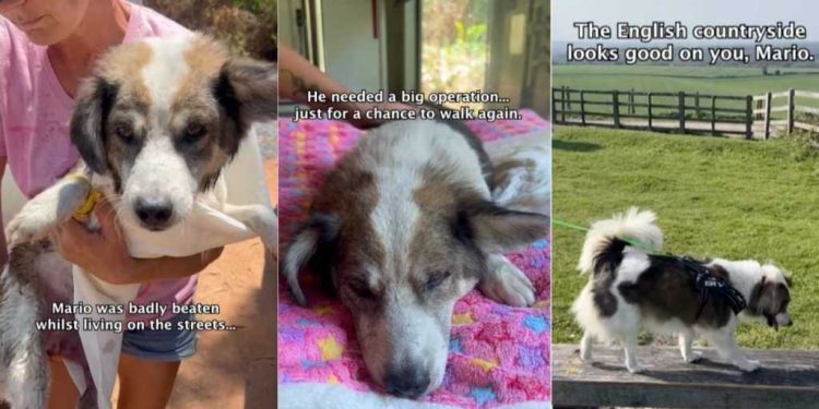 Rescue Dog Learns To Walk Again & Finally Finds His Happily Ever After