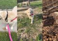 Senior Golden Retriever Once Scared To Be in Public Has Come So Far Now