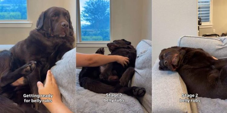 Owner Reveals Labrador’s Different Stages of Belly Rubs