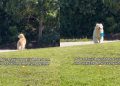 Golden Retriever Thinks He Lost Mom, Then Sees Her & Comes Running