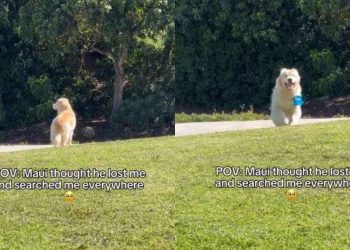 Golden Retriever Thinks He Lost Mom, Then Sees Her & Comes Running