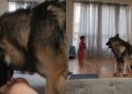 Big Dog’s Morning Zoomies Have Little Boy Cracking up Uncontrollably