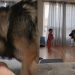 Big Dog’s Morning Zoomies Have Little Boy Cracking up Uncontrollably