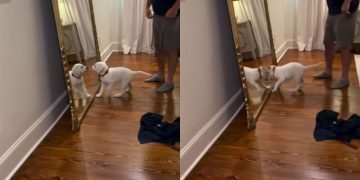 Puppy Is Bamboozled After Seeing Own Reflection in the Mirror