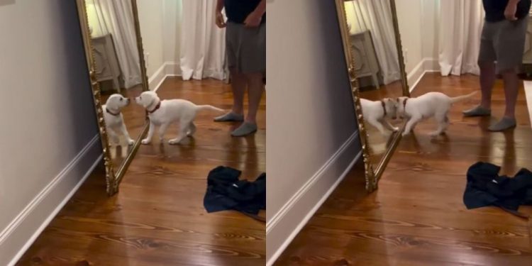 Puppy Is Bamboozled After Seeing Own Reflection in the Mirror