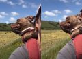Shelter Dog Admires the World on a Piggyback Ride With Mom After Adoption