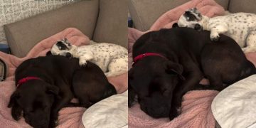 Dog’s Bond With the Foster Pup Is the Kind You Read About in Stories