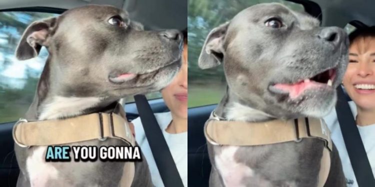 Dog Can’t Hide Excitement as She Is About To Meet Furry Cousin