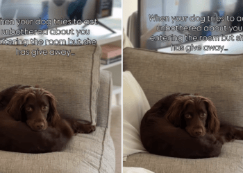 Dog Acts Unbothered When Owner Enters Room but Her Tail Says Otherwise