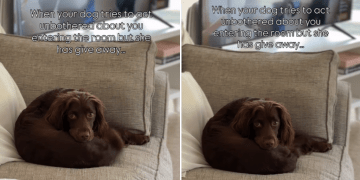 Dog Acts Unbothered When Owner Enters Room but Her Tail Says Otherwise