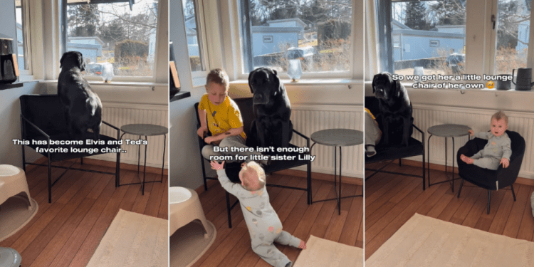 Dog’s Favorite Chair Has No Room for the Baby, So She Gets One of Her Own