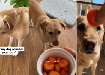 Dog Has an Adorably Polite Way of Telling Mom She Wants Carrot Treats